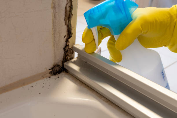 Best Mold Testing and Inspection Services in St Matthews, SC