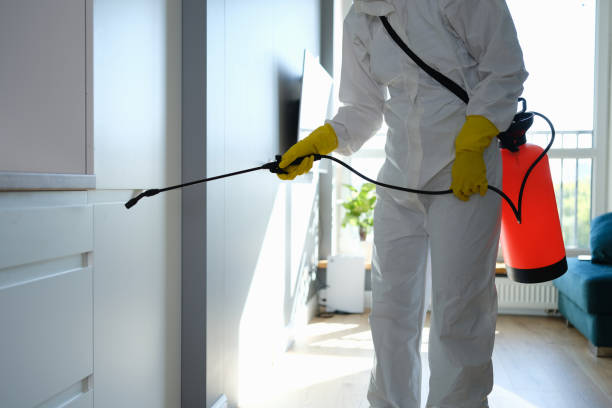 Best Mold Remediation for Specific Building Types in St Matthews, SC