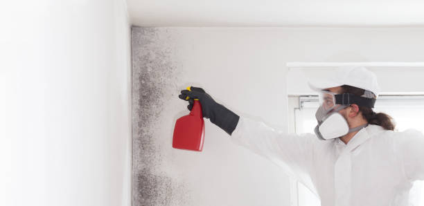 Best Insurance-Related Mold Remediation in St Matthews, SC