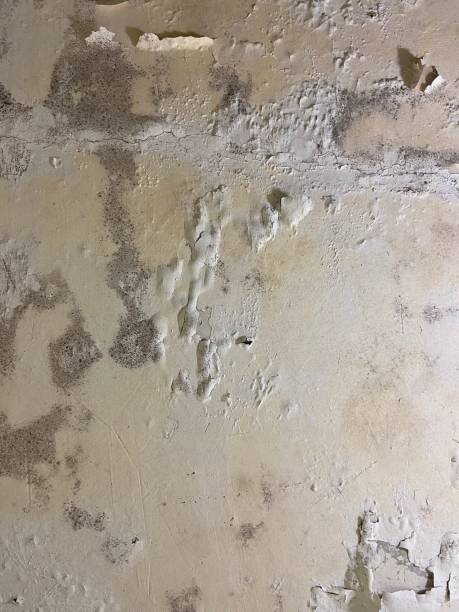 Professional Mold Remediation in St Matthews, SC