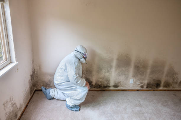 Best Bathroom Mold Remediation in St Matthews, SC