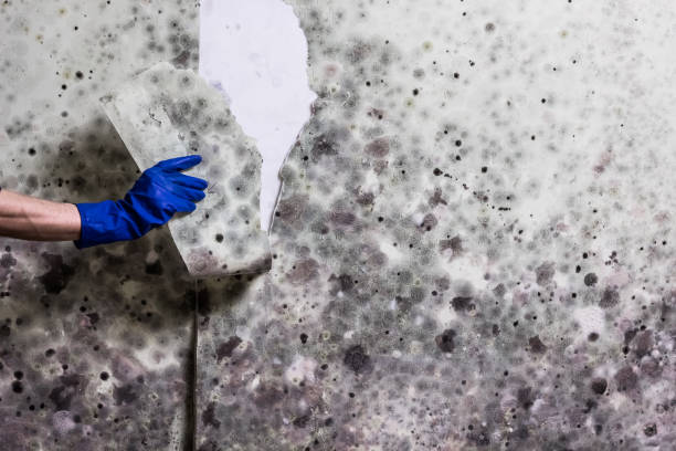 Best Emergency Mold Remediation in St Matthews, SC