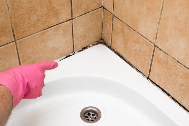 Best HVAC Mold Remediation in St Matthews, SC