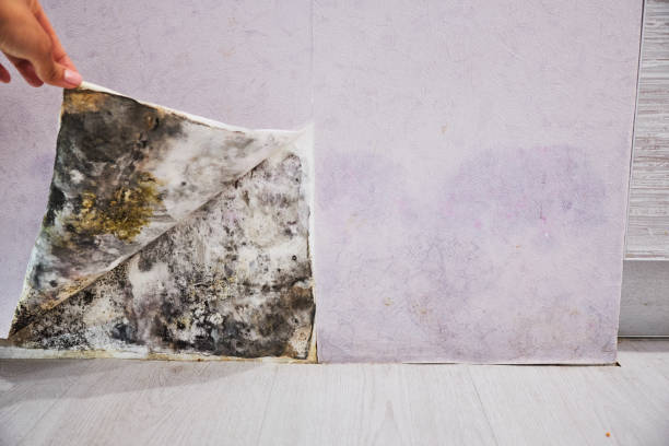 Best Attic Mold Remediation in St Matthews, SC